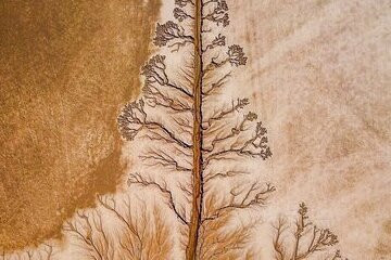 بالفيديو والصور.. الأمطار ترسم شجرة وسط الصحراء السعودية في مشهد مثير للإعجاب