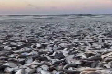 شاهد بالفيديو... نفوق الآلآف من الأسماك على ساحل تكساس