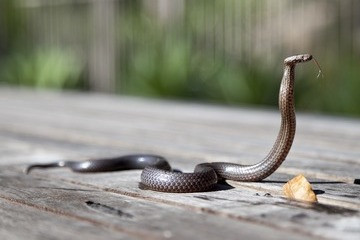 شاهد بالفيديو.. طفل شجاع يمسك بأكثر الثعابين السامة في العالم