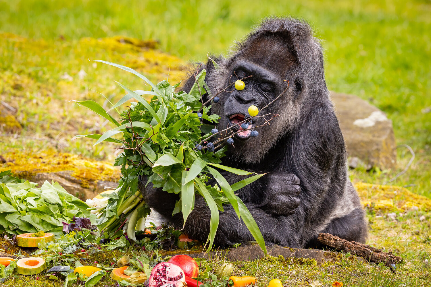 شاهد بالصور والفيديو... غوريلا ليدي فاتو تحتفل بعيد ميلادها 66