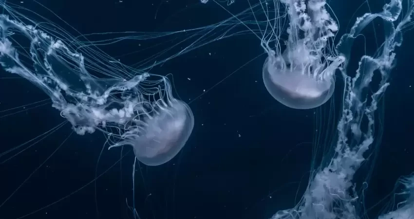 شاهد بالفيديو: اكتشاف قنديل بحري يملك 24 عينا في بحيرة بهونغ كونغ