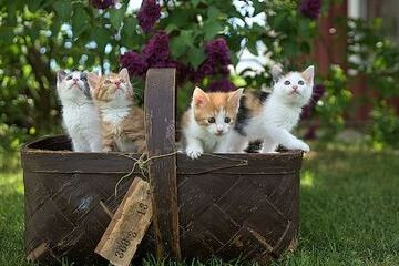 شاهد فيديوهات لقطط كيوت, الأفضل لعام 2023