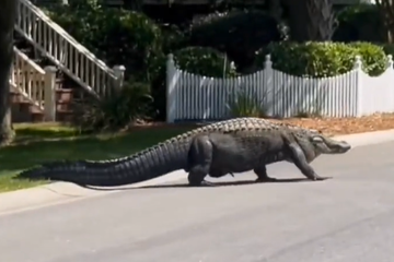 شاهد بالفيديو... تمساح عملاق يتجول في شارع بالولايات المتحدة