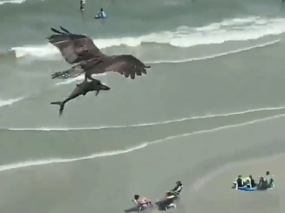 شاهد بالفيديو... طائر يحمل سمكة ضخمة ويطير بها عالياً