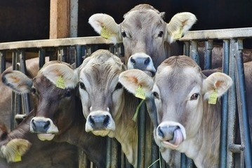 شىاهد بالفيديو... قطيع من الأبقار يهاجم نمر بعد أن حاول التعرض لبقرة