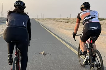 شاهد بالفيديو... طائر يتسابق مع مجموعة دراجين في صحراء القدرة بدبي
