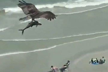 شاهد بالفيديو... طائر يحمل سمكة ضخمة ويطير بها عالياً