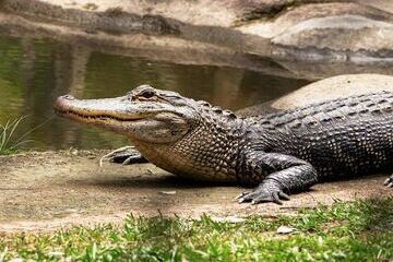 فيديو.. تماسيح في شوارع الهند بعد هطول الأمطار